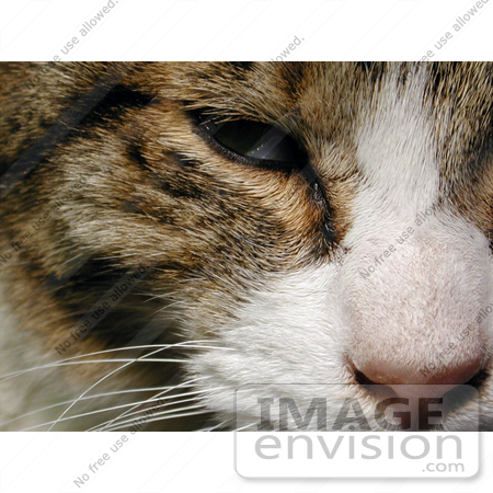 #216 Photo of a Cat Face by Jamie Voetsch