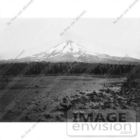 #21702 Stock Photography of the Edge of a Forest in Front of Mt Shasta, California by JVPD