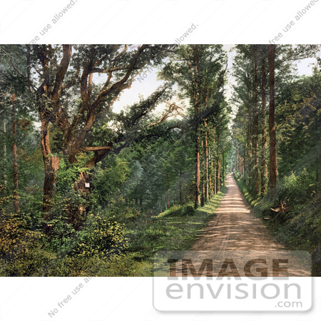 #21756 Historical Stock Photography of the Tree Lined Carmanton Drive in the Vale of Lanherne Cornwall England by JVPD