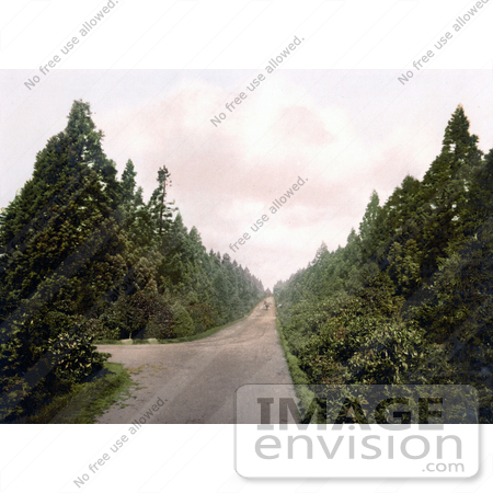 #21791 Historical Stock Photography of Wellingtonia Avenue in Camberley, Surrey, England, United Kingdom by JVPD
