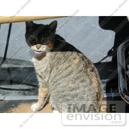 #218 Image of a Cat in a Boat by Jamie Voetsch