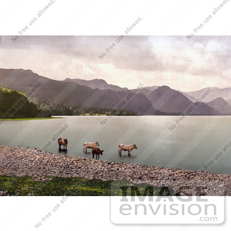 #21821 Historical Stock Photography of Cattle Wading in the Water, Derwent Water, Lake District, England by JVPD