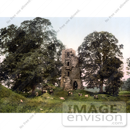 #21856 Historical Stock Photography of Cattle Grazing in Front of the Ruins of Kirkoswald Castle, Kirkoswald, Cumbria, England by JVPD