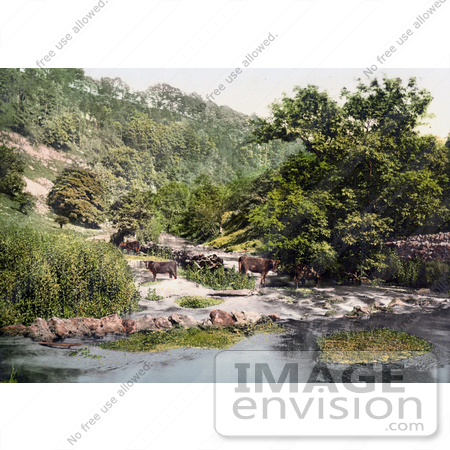 #21865 Historical Stock Photography of Cattle at the River Wye in Millers Dale Derbyshire England by JVPD