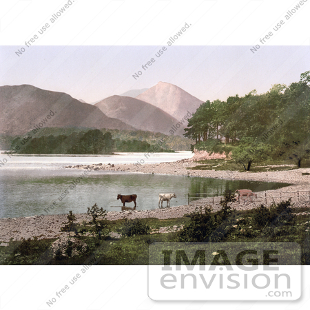 #21876 Historical Stock Photography of Cows Wading in the Water, Derwent Water, Lake District, England by JVPD