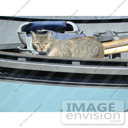 #219 Photo of a Cat in a Boat by Jamie Voetsch