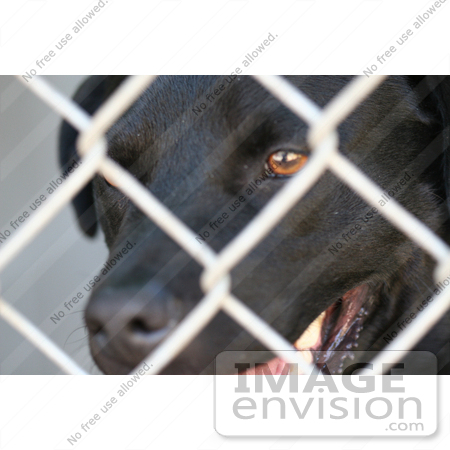 #22 Picture of a Dog at the Humane Society by Kenny Adams