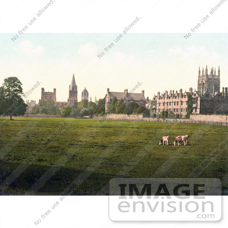 #22094 Stock Photography of Cows Grasing at Christ Church College and Merton College Oxford Oxfordshire England by JVPD