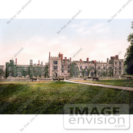 #22099 Stock Photography of Cows Grazing at Penshurst Place in Tunbridge Wells, England by JVPD
