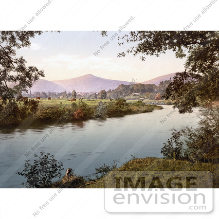 #22128 Historical Stock Photography of Cows Grazing in a Pasture ALong the Gavenny River With a View of the Sugar Loaf Mountain in Abergavenny Monmouthshire Gwent Wales England UK by JVPD