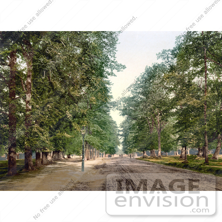 #22197 Historical Stock Photography of Trees Lining an Avenue in Southampton England by JVPD