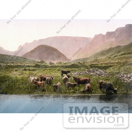 #22209 Historical Stock Photography of Cows Drinking From a Lake Near a Green Pasture and Mountains in England by JVPD