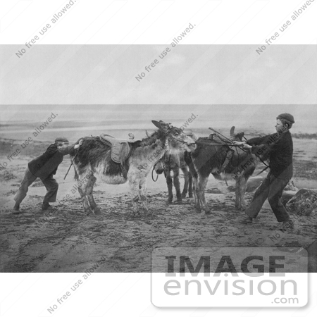 #22217 Historical Stock Photography of Two Boys Trying to Get a Stubborn Donkey to Move on a Beach, England by JVPD
