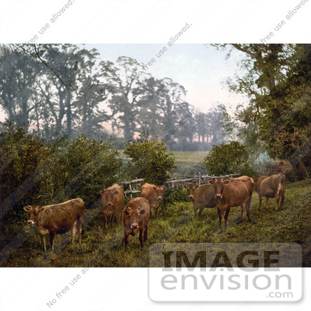 #22269 Historical Stock Photography of a Group of Dairy Cows in a Pasture in England by JVPD