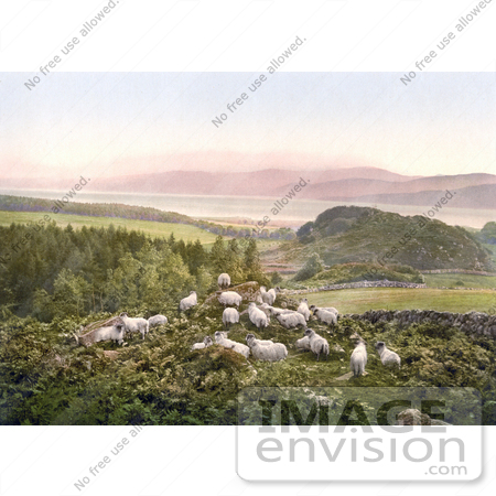 #22276 Historical Stock Photography of Sheep Grazing in a Hilly Pasture Near a Lake in England by JVPD