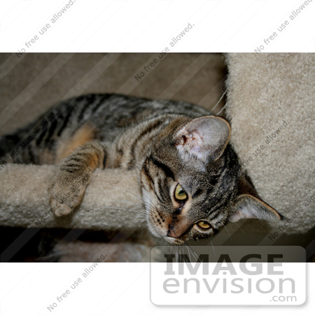 #223 Photo of a Tabby Cat in a Cat Tree by Jamie Voetsch