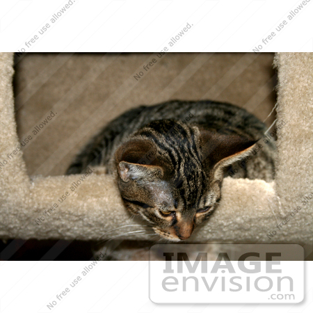 #224 Image of a Tabby Cat in a Cat Tree by Jamie Voetsch