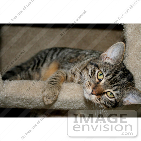 #225 Image of a Tabby Cat in a Cat Tree by Jamie Voetsch