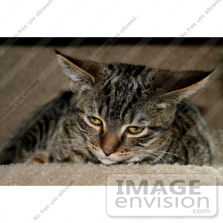 #226 Photo of a Tabby Cat in a Cat Tree by Jamie Voetsch