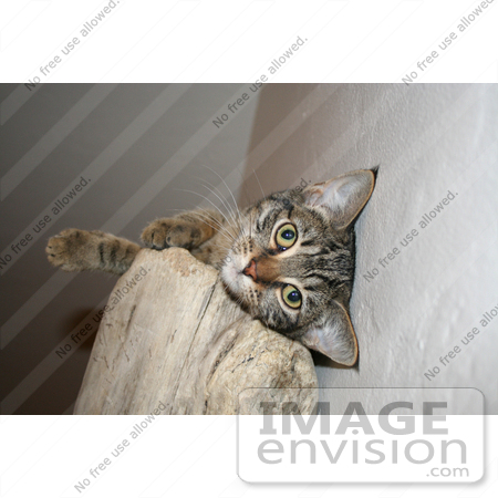 #227 Image of a Tabby Cat on a Cat Perch by Jamie Voetsch