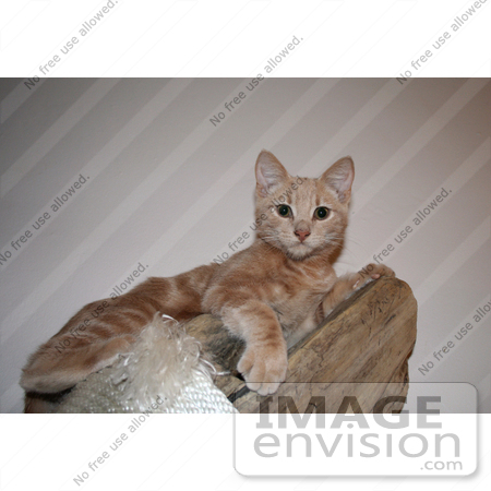 #228 Image of an Orange Kitten on a Cat Tree by Jamie Voetsch