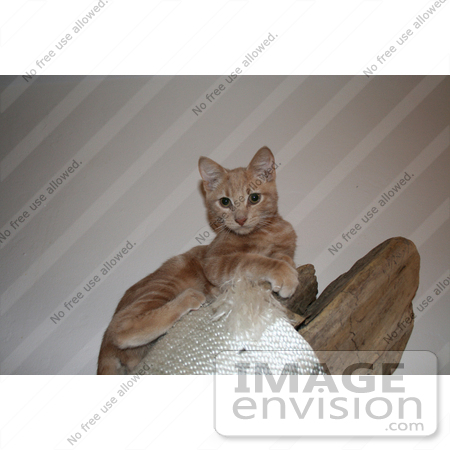 #229 Image of an Orange Kitten on a Cat Perch by Jamie Voetsch