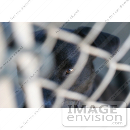 #23 Closeup Picture of a Caged Dog by Kenny Adams