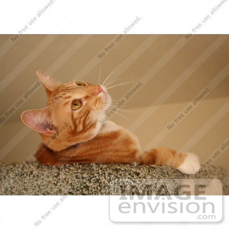 #230 Image of an Orange Cat Looking Upwards by Jamie Voetsch
