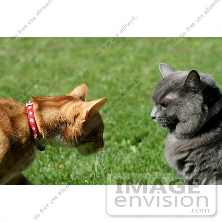 #231 Image of Two Cats by Jamie Voetsch