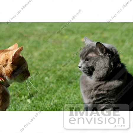 #232 Image of Two Cats Looking at Eachother by Jamie Voetsch