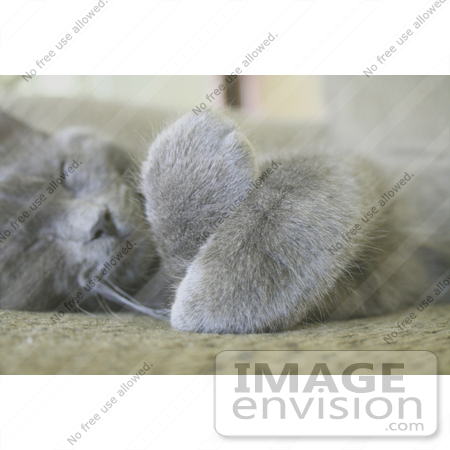 #235 Image of a Gray Cat Sleeping With His Paws Crossed by Jamie Voetsch