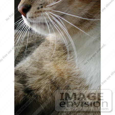 #237 Closeup Image of a Cat by Jamie Voetsch