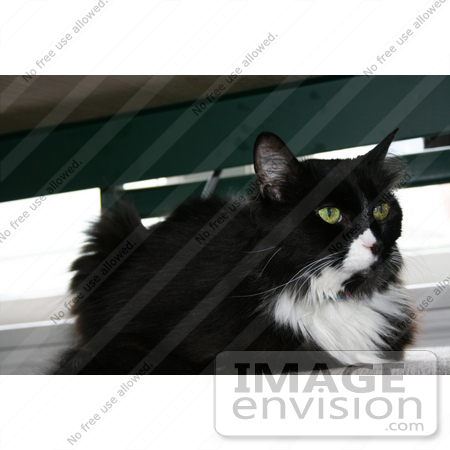 #238 Image of a Tuxedo Cat by Jamie Voetsch