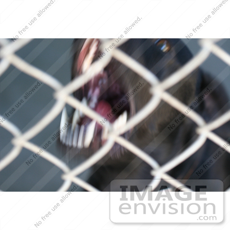 #24 Picture of a Caged Dog Barking by Kenny Adams