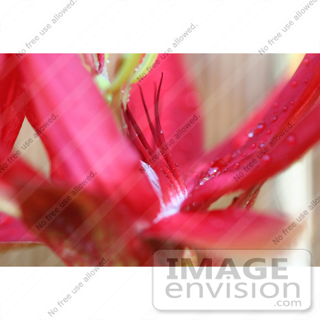 #241 Image of a Red Passion Flower by Jamie Voetsch