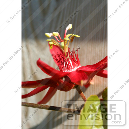#244 Image of a Red Passion Flower by Jamie Voetsch