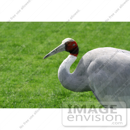 #251 Picture of a Sand Hill Crane by Kenny Adams