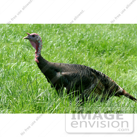 #252 Picture of a Wild Turkey by Kenny Adams