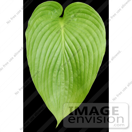 #253 Picture of a Plant Leaf by Kenny Adams