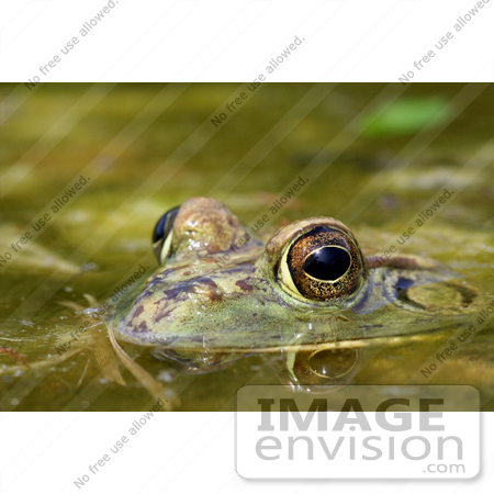 #254 Picture of a Frog in a Pond by Kenny Adams