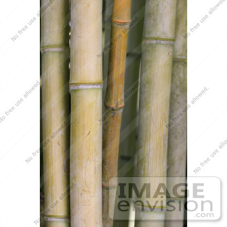 #257 Picture of Bamboo Stalks by Kenny Adams