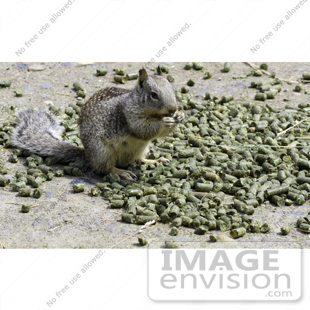 #259 Picture of a Ground Squirrel Eating by Kenny Adams