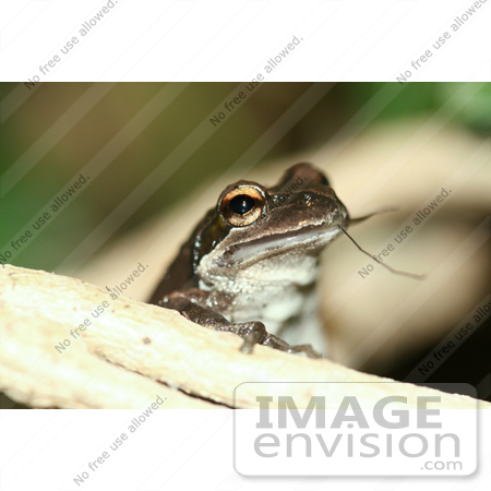 #262 Picture of a Frog Eating an Insect by Kenny Adams