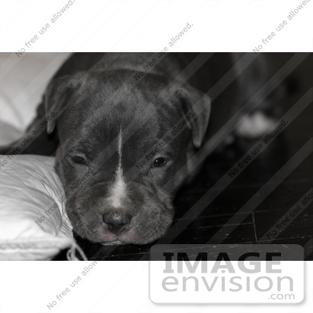 #268 Picture of a Pitbull Laying on the Floor by Kenny Adams
