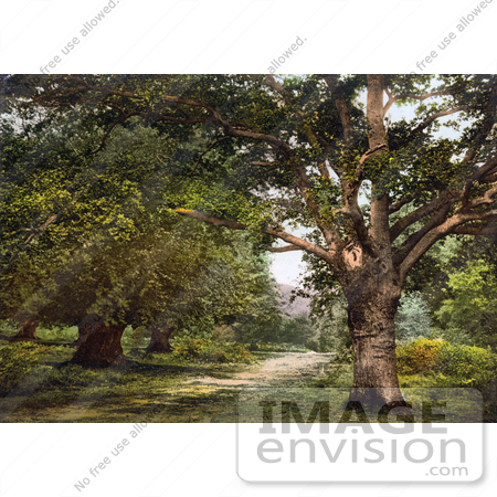 #26837 Stock Photography of a Path Leading Through Trees in the Ancient Woodland of Burnham Beeches Buckinghamshire London England UK by JVPD