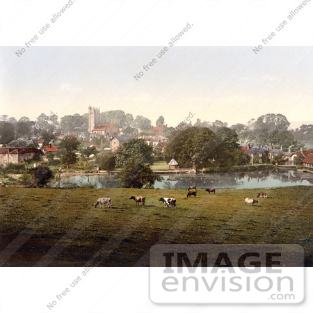 #26946 Stock Photography of Cows Grazing by a Pond in Carisbrooke Newport Isle of Wight England by JVPD