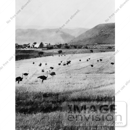 #27481 Stock Photo of Birds On The Cape Of Good Hope Ostrich Farm Spread Out In The Pastures In Africa by JVPD