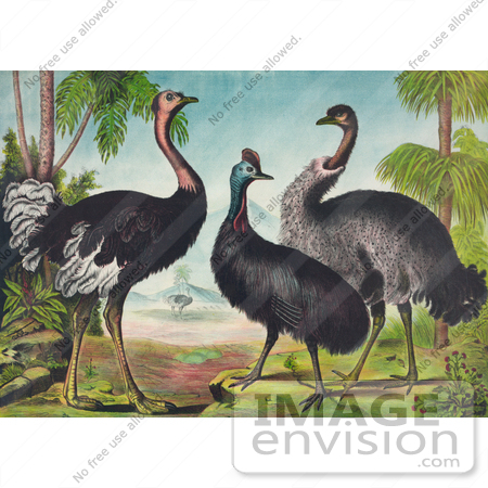 #27482 Illustration of Three Different Ostrich Birds Standing By Trees With Other Birds In The Background by JVPD