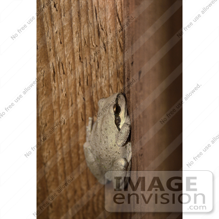 #275 Picture of a Frog on a Fence by Kenny Adams