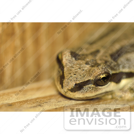 #276 Picture of a Frog by Kenny Adams
